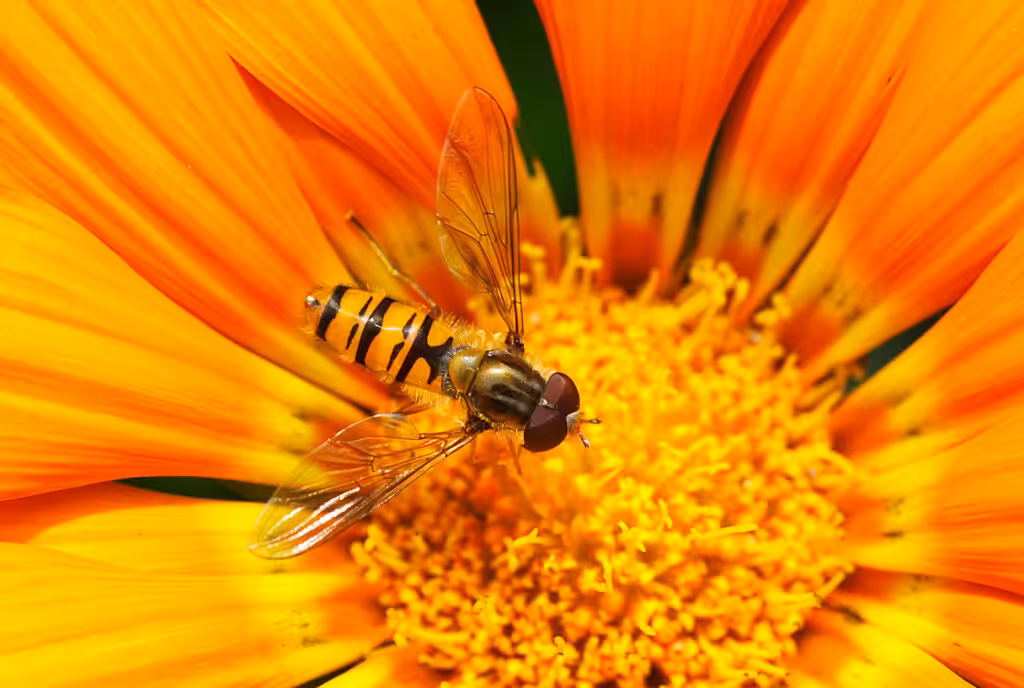 nature-plant-photography-flower-petal-pollen