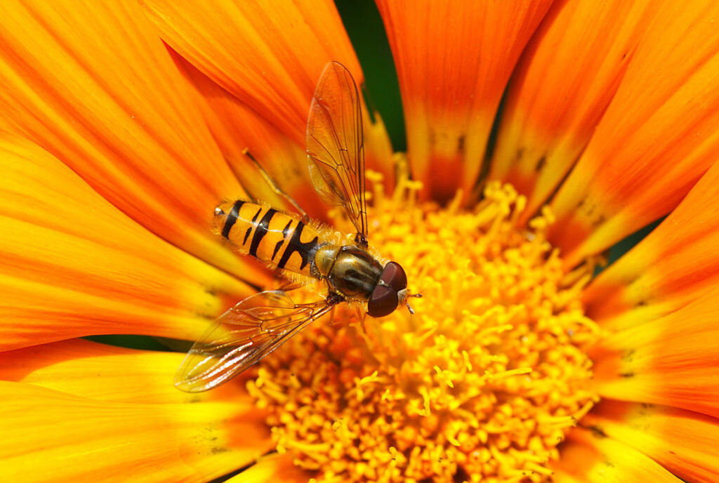 nature-plant-photography-flower-petal-pollen