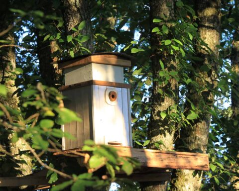 Ruche dans les arbres