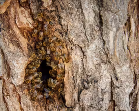 Essaim d'abeilles sauvage