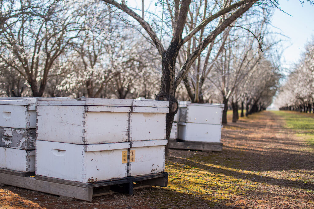 Abeilles dans les amandiers