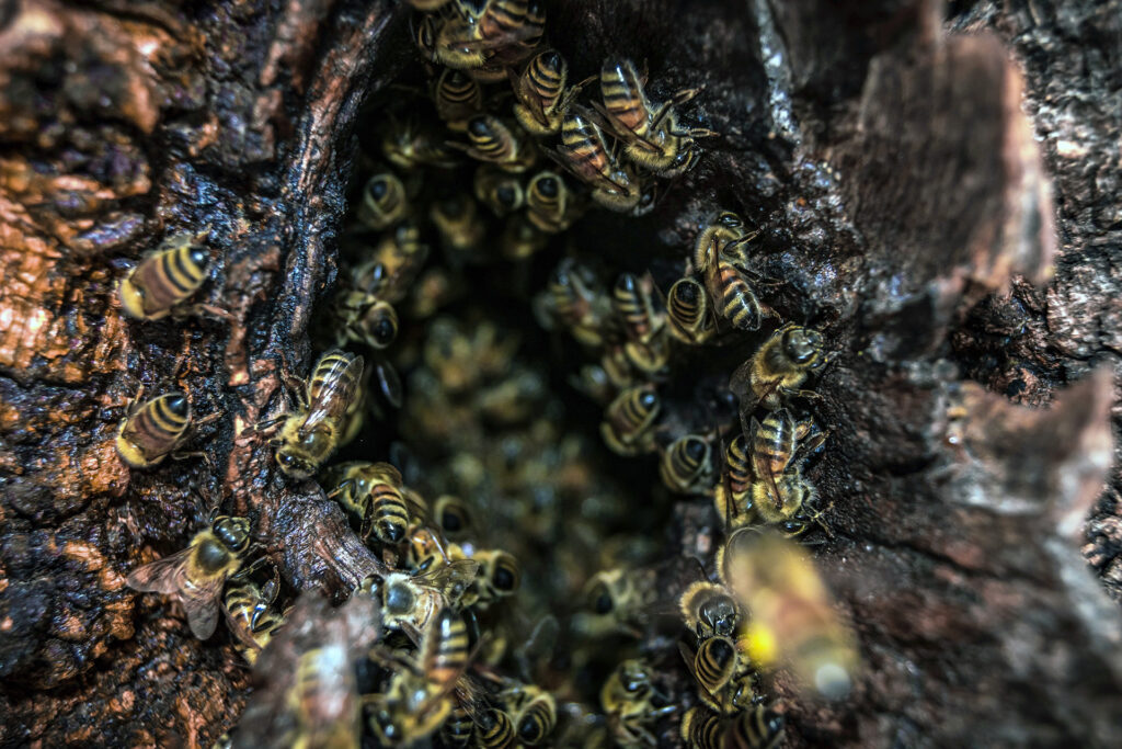 Colonie d'abeilles sauvages