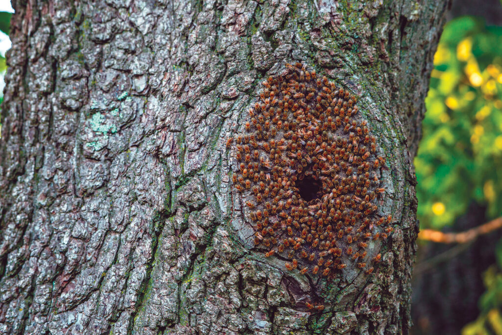 Colonie d'abeilles dans un trou d'arbre