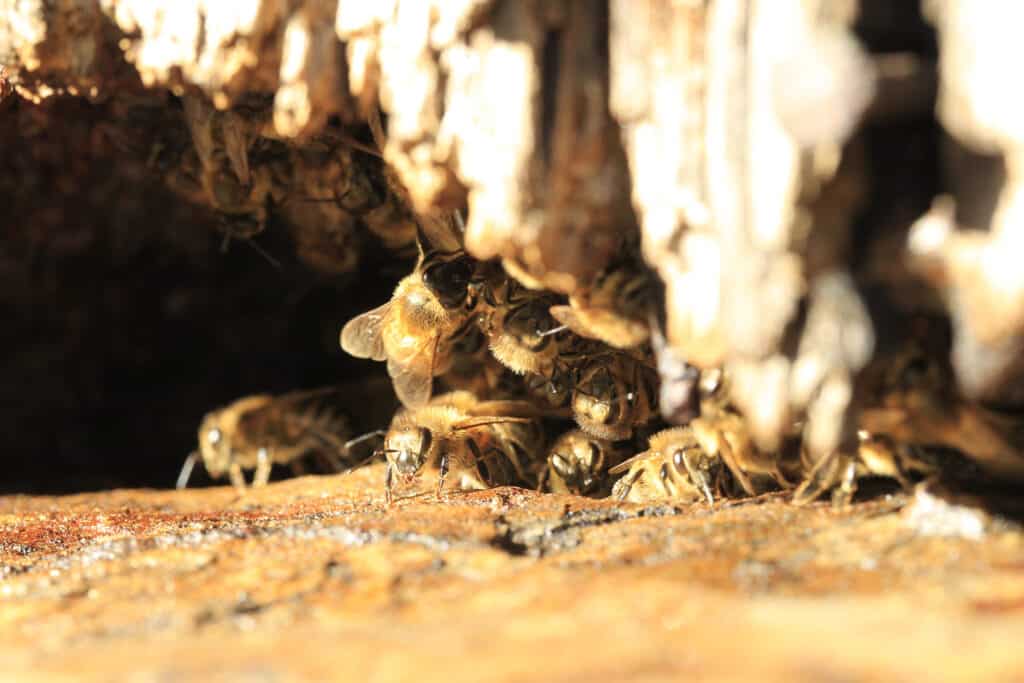 Zoom sur abeilles noires dans trou d'arbre