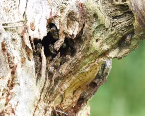 Abeilles dans trou d'arbre