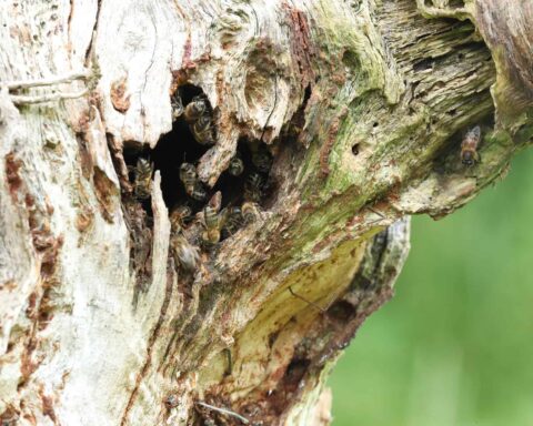 Abeilles dans trou d'arbre