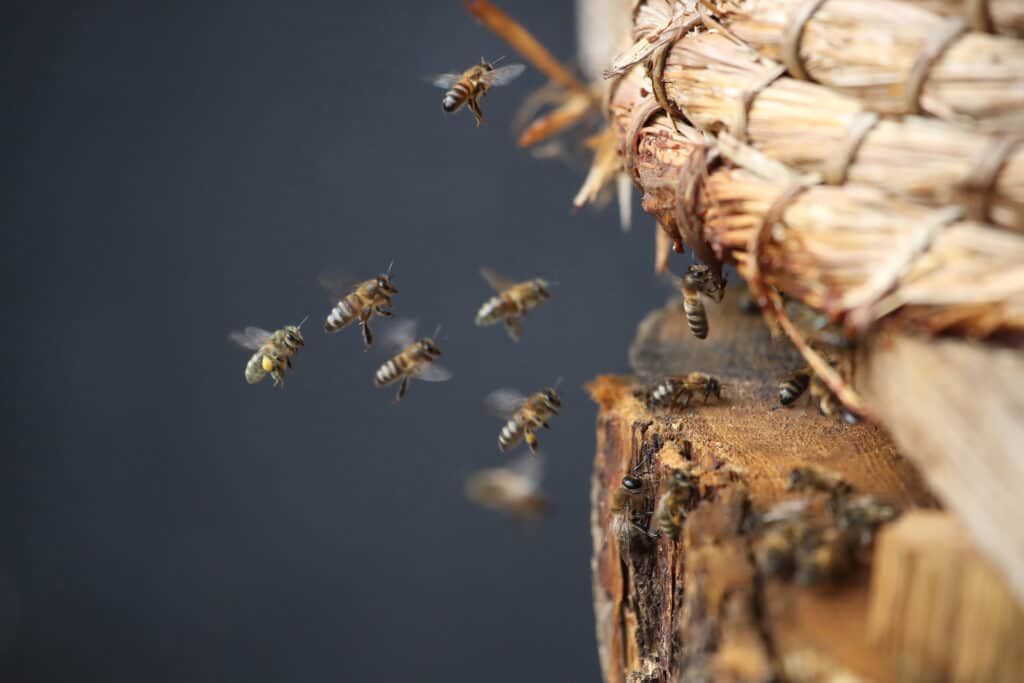 Abeilles noires en approche d'une ruche en paille