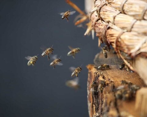 Abeilles noires en approche d'une ruche en paille