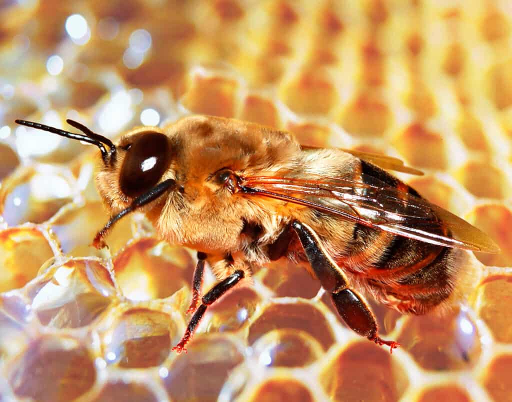 Le faux bourdon ou  mâle de l'abeille mellifère