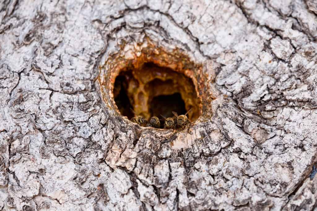 Tronc d'arbre creusé par un pic noir