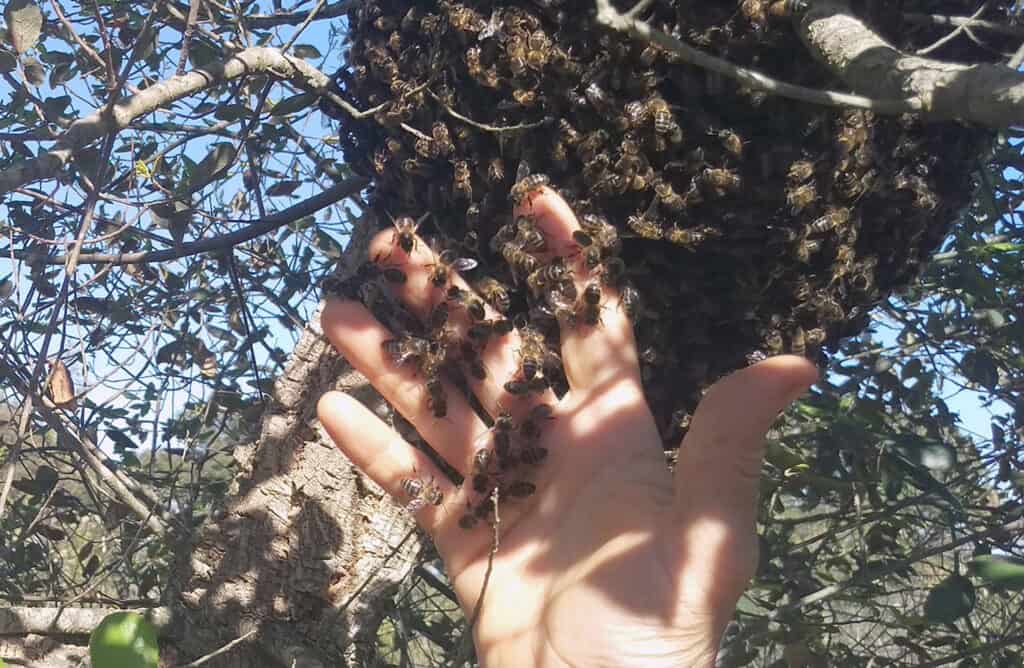 Essaim d'abeilles