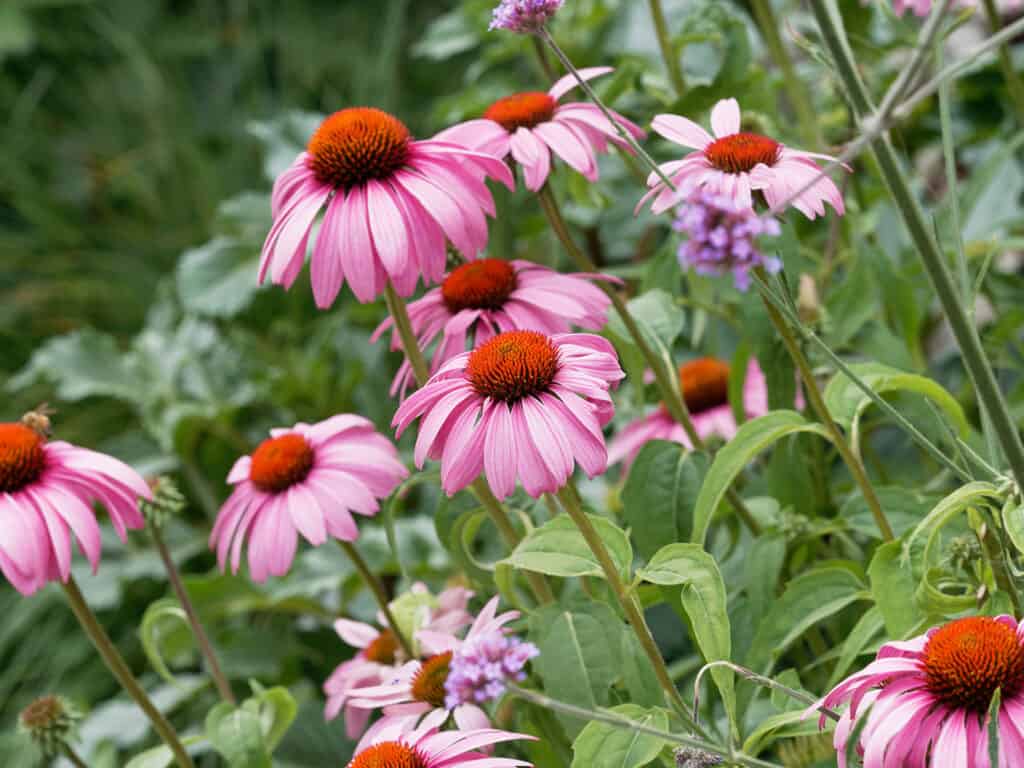 Les mélanges horticoles « très fleuris » ont souvent un intérêt écologique très restreint. Ils n’intéressent qu’une gamme très réduite d’insectes, qui sont souvent les plus généralistes et les moins menacés