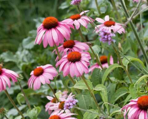 Les mélanges horticoles « très fleuris » ont souvent un intérêt écologique très restreint. Ils n’intéressent qu’une gamme très réduite d’insectes, qui sont souvent les plus généralistes et les moins menacés