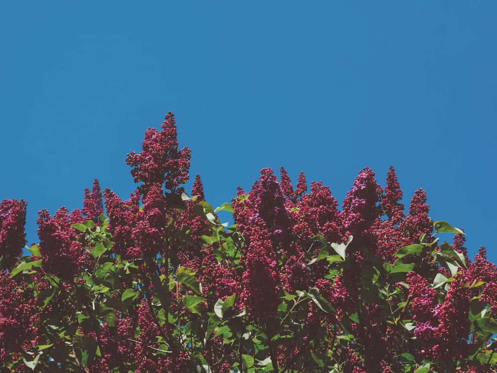 Fleurs de buddleias, classées Espèces Exotiques Envahissantes (EEE), en provenance du Japon