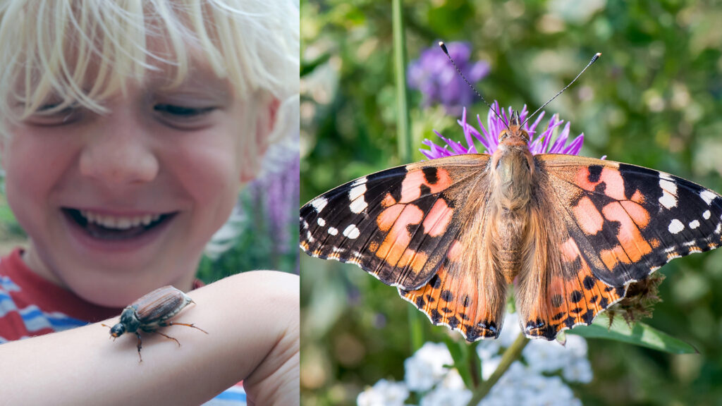 Dave Goulson travaille actuellement à une encyclopédie pour enfants consacrée aux insectes.