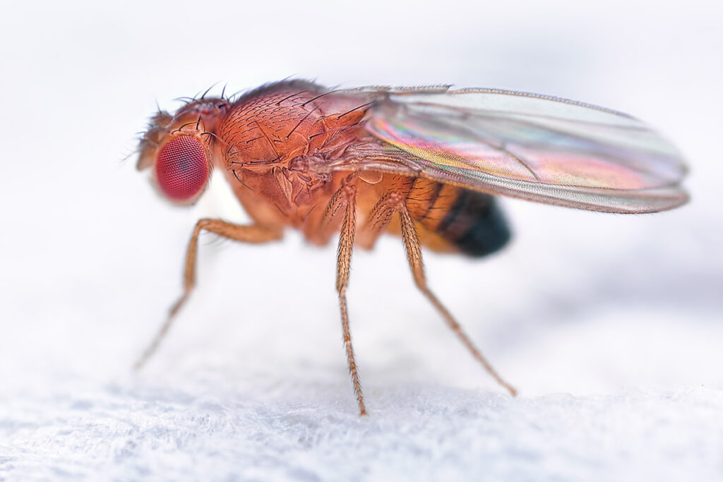 Le rayonnement électromagnétique artificiel aurait notamment une influence sur le développement et la reproduction de la mouche à fruit (Drosophila melanogaster).