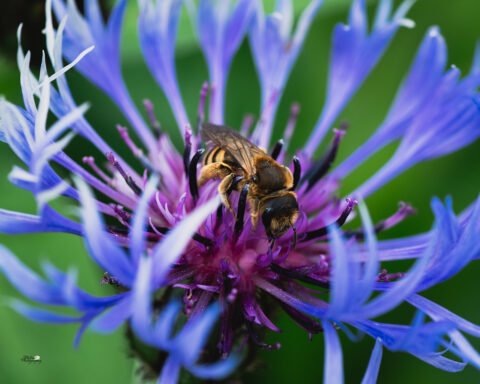 Il a été démontré que les rayonnements émis par les antennes de télécommunication mobile affectent négativement l’abondance et la diversité des pollinisateurs sauvages