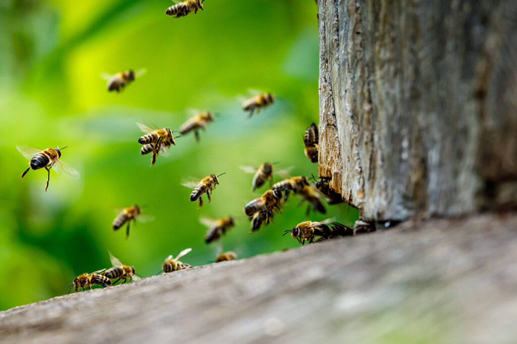 La pollution électromagnétique induirait une augmentation des essaimages et perturberait notamment l'orientation et la navigation des abeilles mellifères.