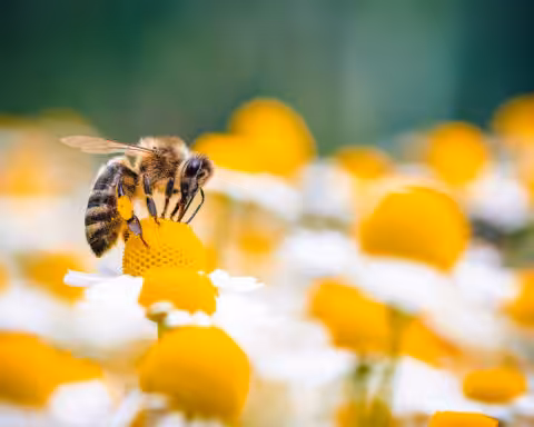 Les ondes électromagnétiques créées artificiellement s'ajoutent aux menaces déjà nombreuses qui pèsent sur les abeilles mellifères...