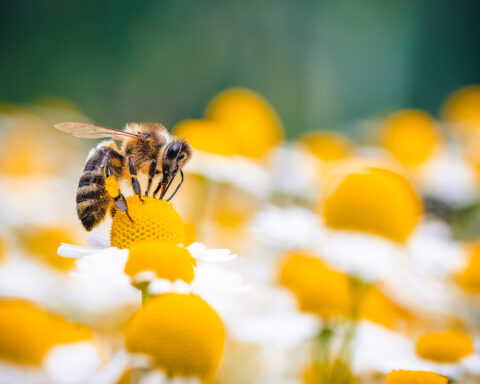 Les ondes électromagnétiques créées artificiellement s'ajoutent aux menaces déjà nombreuses qui pèsent sur les abeilles mellifères...