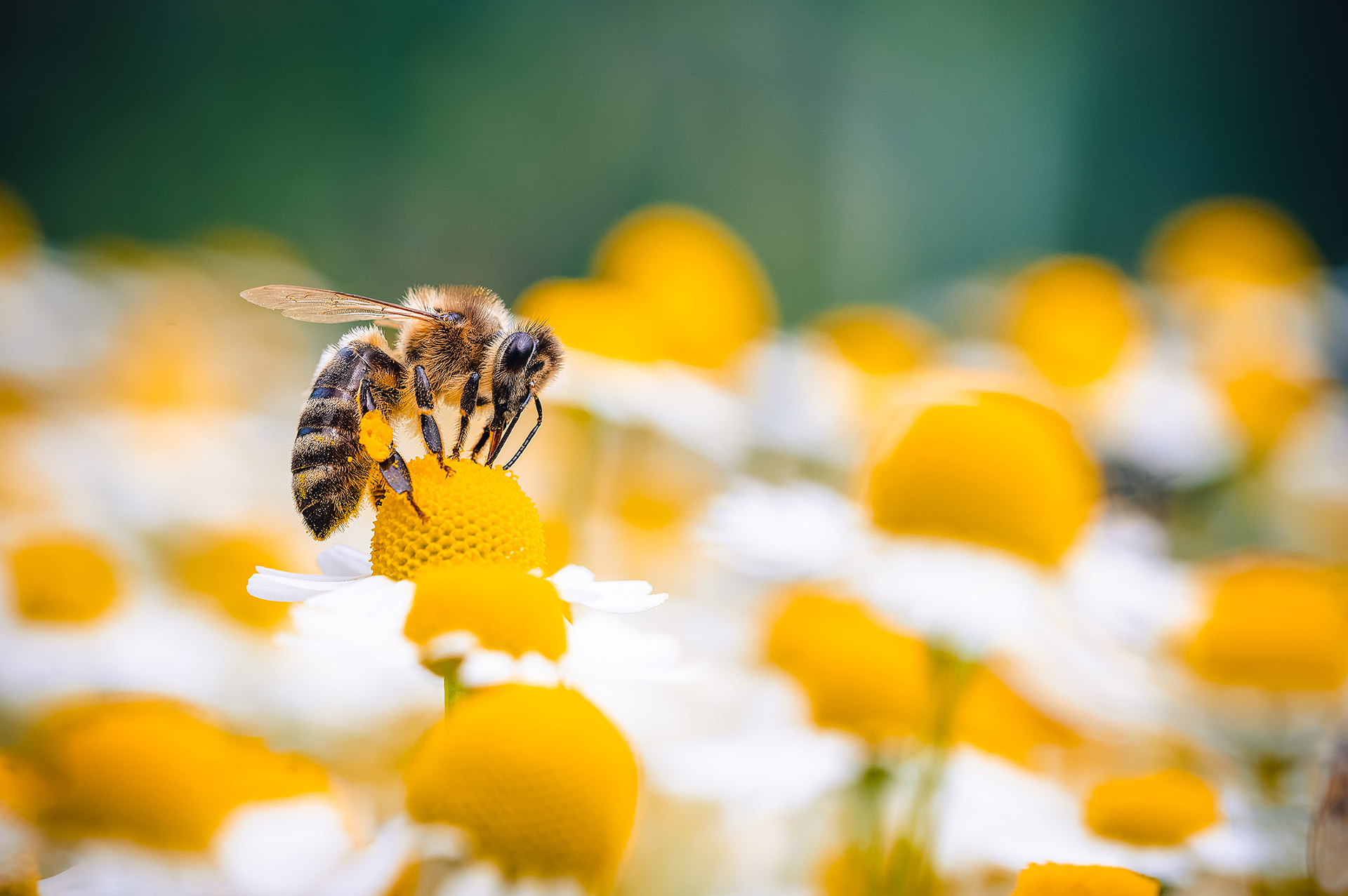 L’abeille est-elle électrosensible ? (Partie 1)