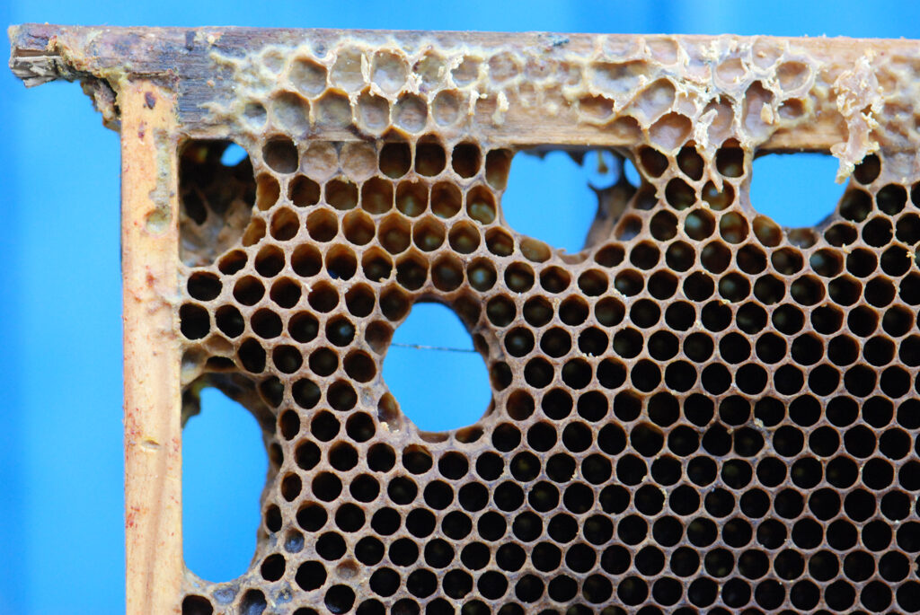 Aménagement d'un trou par les abeilles dans le plan d'un 
rayon trop rigide.
