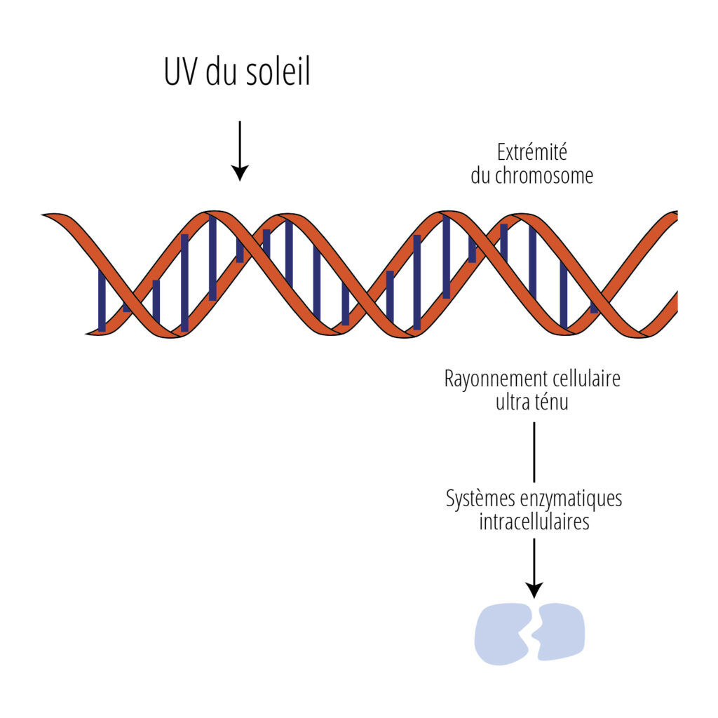 Rayonnement cellulaire ultra ténu.