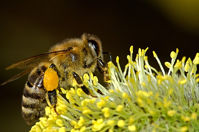 Formation à l’apiculture biologique – Mas Alavall (Céret)