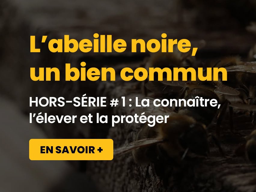 Visuel pop-up hors série #1 : L'abeille noire