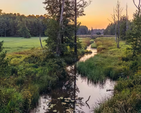Formée il y a dix mille ans et restée à l'écart de la plupart des influences humaines, la forêt de Białowieża, à cheval sur les territoires polonais et biélorusse, est l'une des dernières forêts primaires d'Europe.