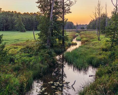 Formée il y a dix mille ans et restée à l'écart de la plupart des influences humaines, la forêt de Białowieża, à cheval sur les territoires polonais et biélorusse, est l'une des dernières forêts primaires d'Europe.