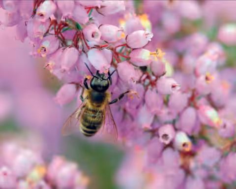 Abeille Noire qui butine