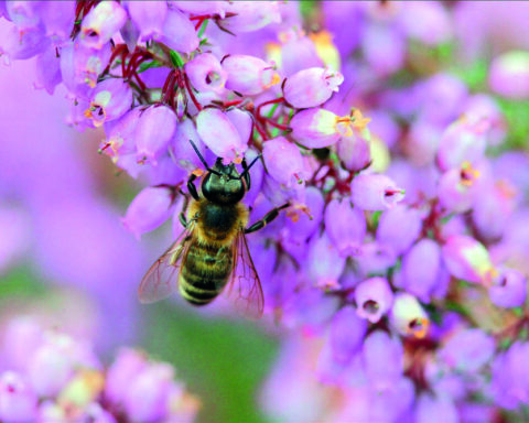 Abeille Noire qui butine