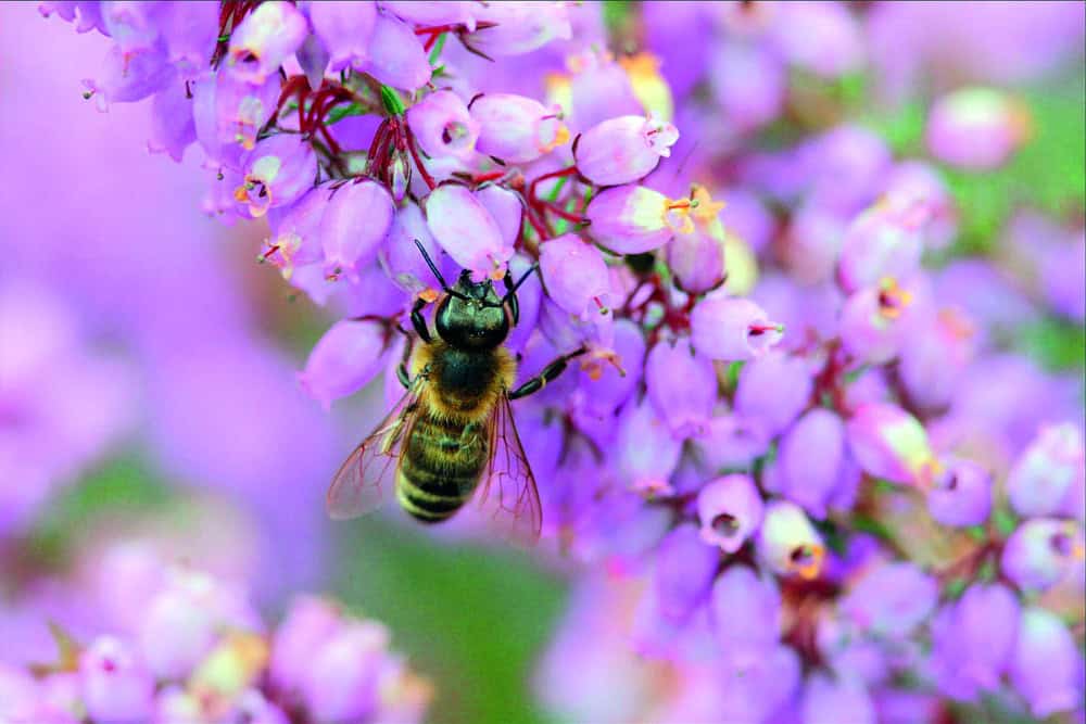 L’abeille victime de l’intensification de l’apiculture