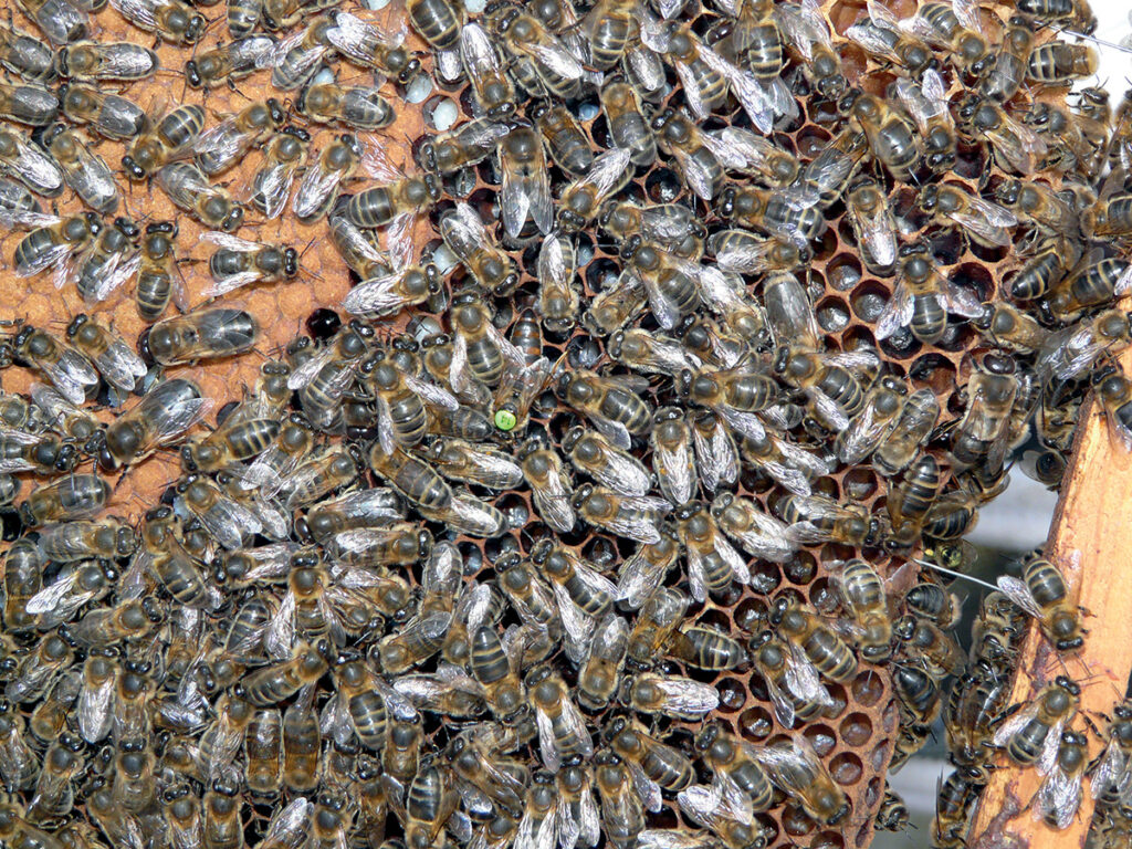 Cadre d’abeilles noires du conservatoire de l’Abeille noire d’Île-de-France. 