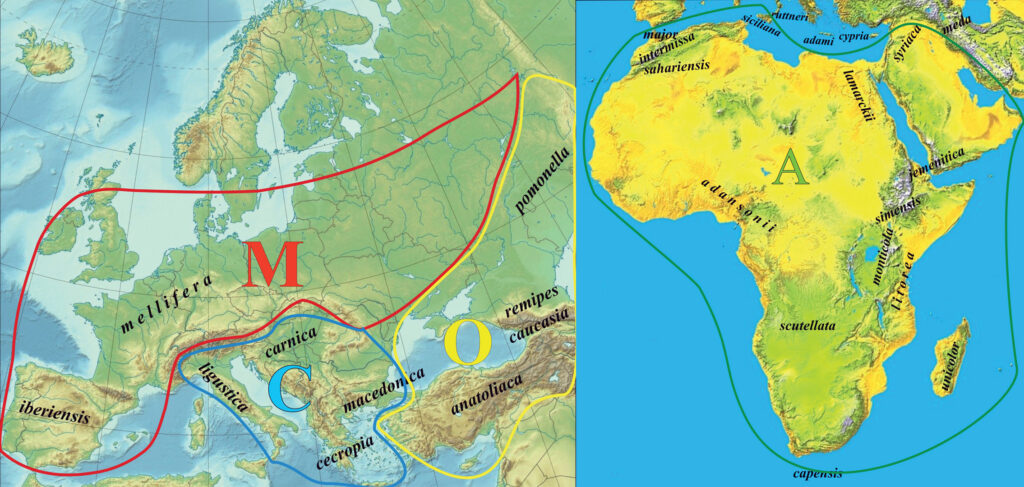 Carte de la répartition naturelle de l’abeille mellifère Apis mellifera. La localisation des différentes races est indiquée sur la carte ainsi que les contours des 4 lignées évolutives M, A C et O, respectivement en rouge, vert, bleu et jaune.