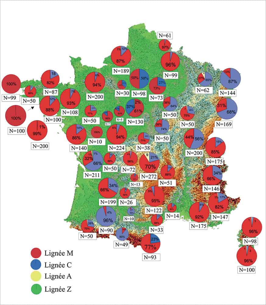 Répartition des différentes lignées évolutives dans les populations françaises entre 2004 et 2006. En rouge la lignée ouest-méditerranéenne, représentant l’abeille noire locale (en moyenne 73 % en France). En bleu et en Jaune, les abeilles provenant respectivement des lignées C/O et A. Données obtenues avec l’ADN mitochondrial permettant de connaître l’origine maternelle des colonies (Garnery 2008).