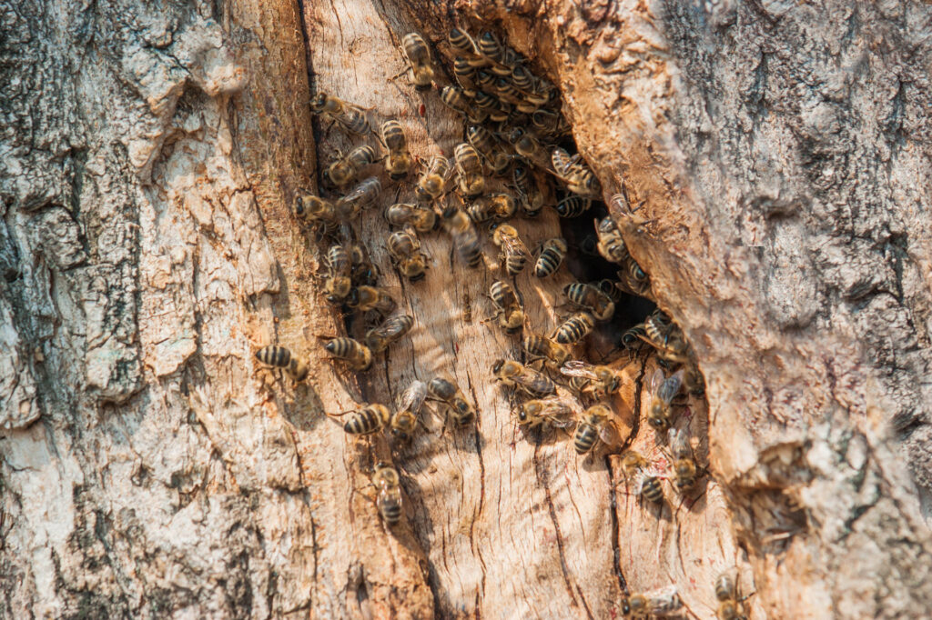 Des chercheurs ont suivi pendant plusieurs années des colonies férales et ont constaté leur préférence pour des habitats plus petits que la ruche Dadant et l’importance de l’essaimage sur la survie des colonies.
