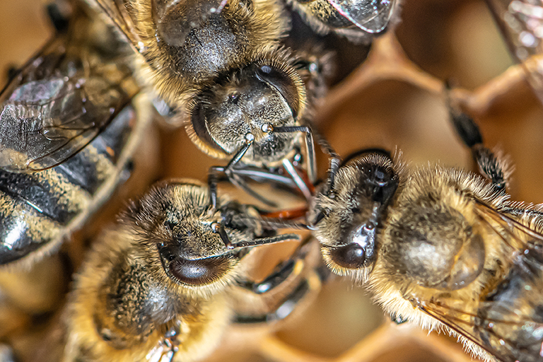  Les abeilles peuvent 
se contaminer au moment de 
l’échange de nourriture par 
trophallaxie.