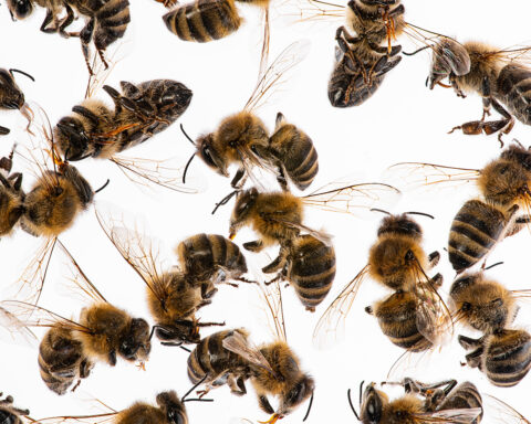 Le portage des pathogènes chez l'abeille mellifère est un phénomène sous-estimé qui joue un rôle prépondérant dans les surmortalités hivernales. Les effets synergétiques avec les pesticides et les conditions d'élevages intensifs ne feraient qu'aggraver la situation.