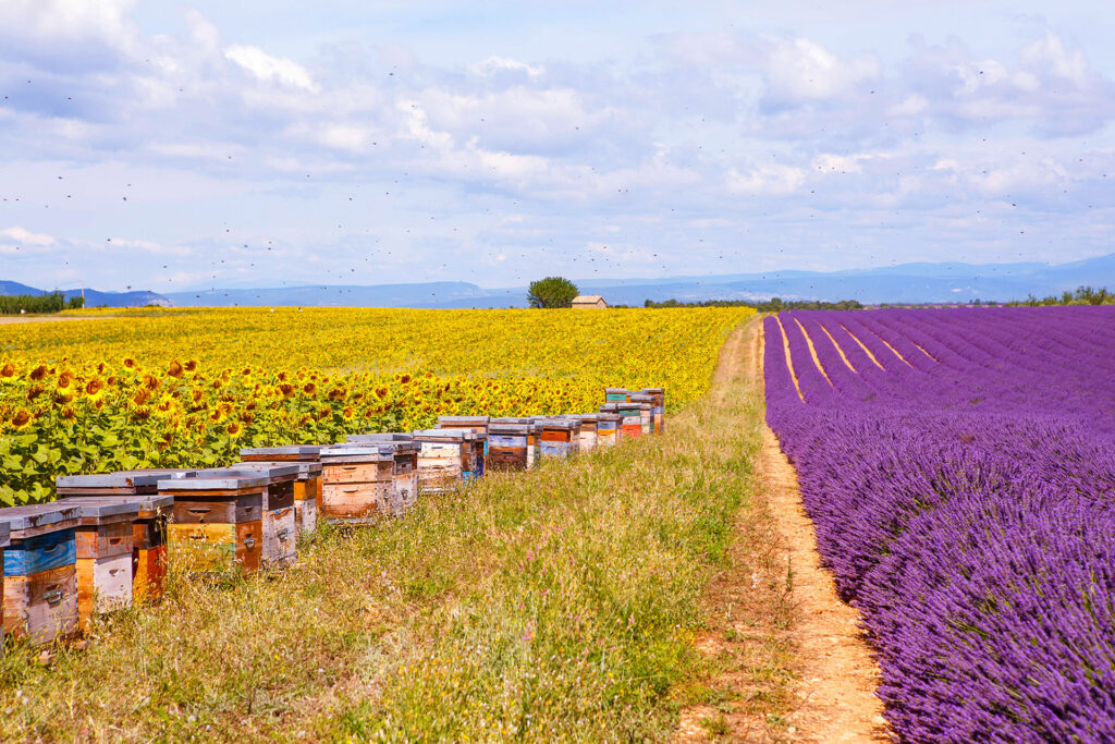  Des garanties sanitaires 
sur le portage de pathogènes 
seraient les bienvenues dans le 
négoce des abeilles, dans le statut 
des colonies faisant l’objet de 
protocoles expérimentaux, dans 
les lignées soumises à sélection 
ou dans l’analyse de certaines 
pratiques apicoles comme la 
transhumance...