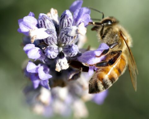 L'abeille permacole