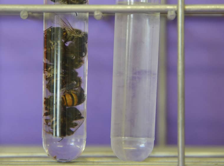 Abeilles et lysat 
d’abeilles.