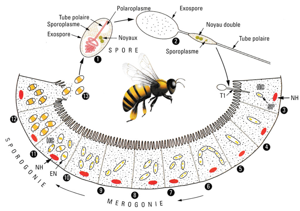 Cycle de vie de Nosema apis ©Samuel Boucher – Maladies des abeilles – Ed. France Agricole 20162.