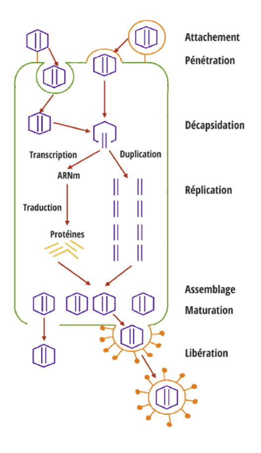 Cycle évolutif d’un virus