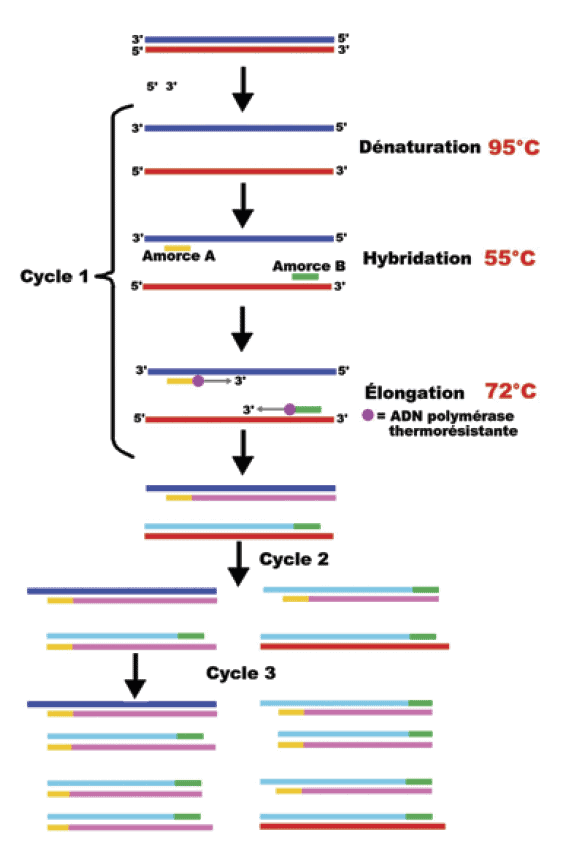 Chronologie de la PCR (Polymerase Chain Reaction) - Cobas Amplicor® - microbiologiemédicale.f