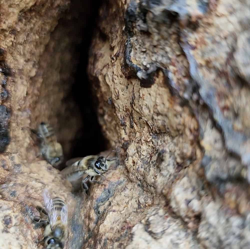 Abeilles mellifères sauvages dans un arbre de Blenheim. ©Filipe Salvany