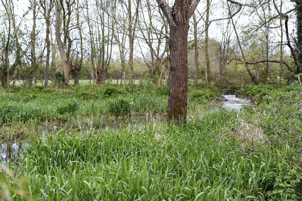 Les membres des Naturalistes de terres ont revendiqué le rebouchage d’une canalisation dans la tourbière du Bourdet, une zone humide située dans le marais poitevin, menacée par les prélèvements d’eau pour arroser les champs alentour. ©Ndt