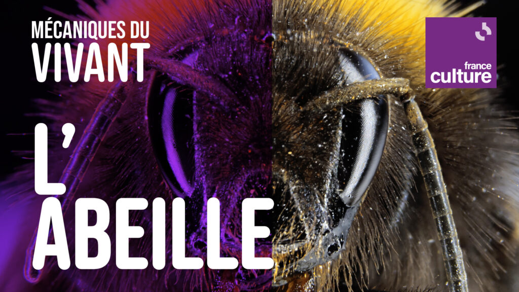 Visuel Mécaniques du vivant - Saison 4, l'abeille