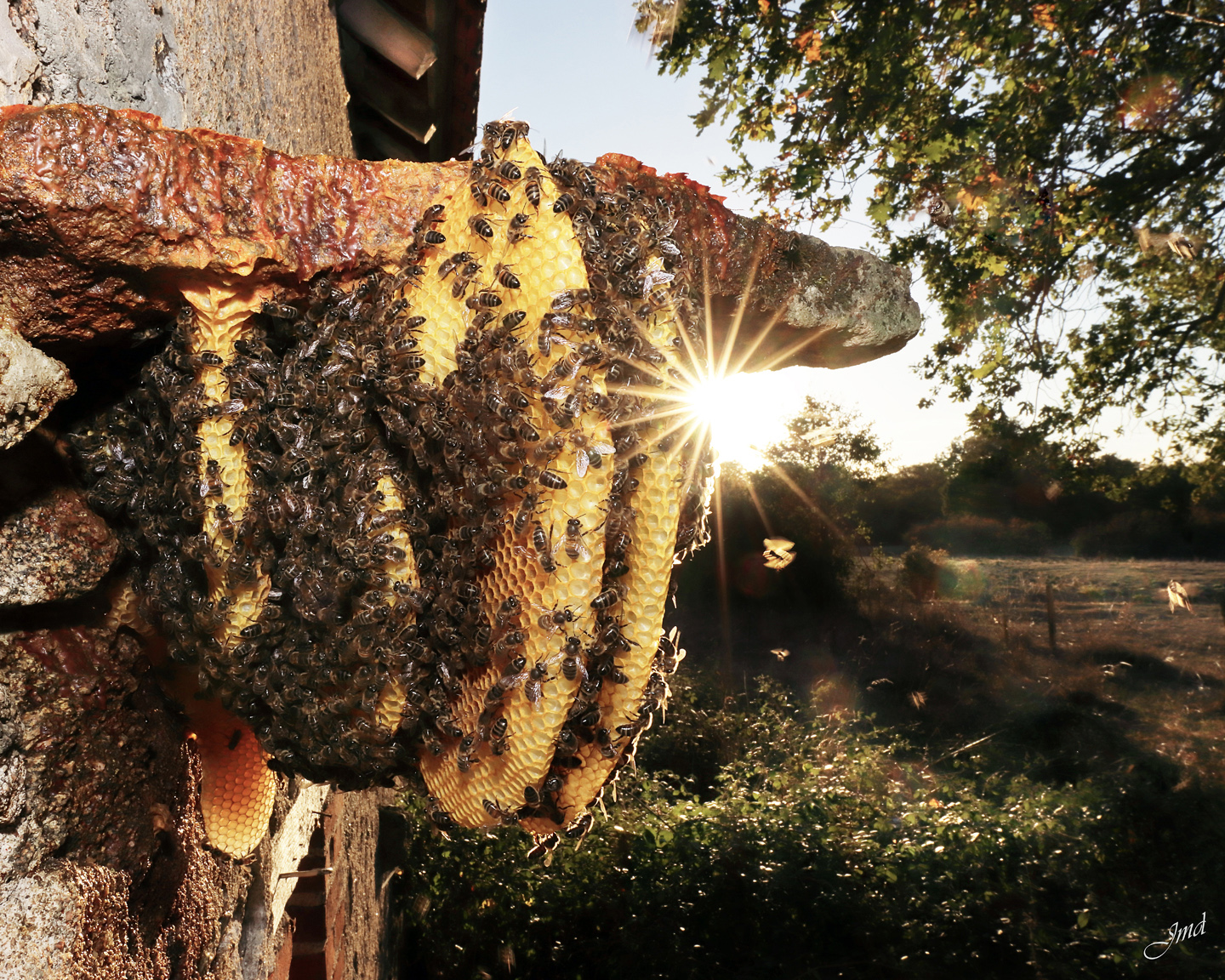 Après essaimage, une colonie d’abeilles mellifères s’est installée sous un linteau de pierre et a construit ses rayons. Photo : ©Jean-Marie Durand